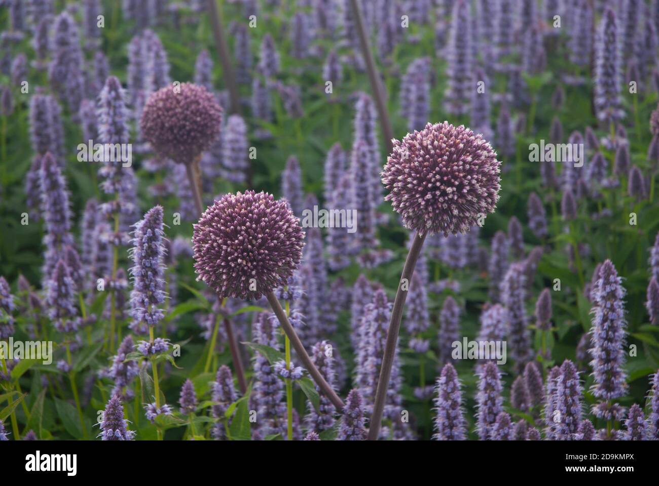 Anis-Ysop - blauer Riese Ysop- und Allium in den Gärten des American Museum, Claverton Manor Bath England Stockfoto
