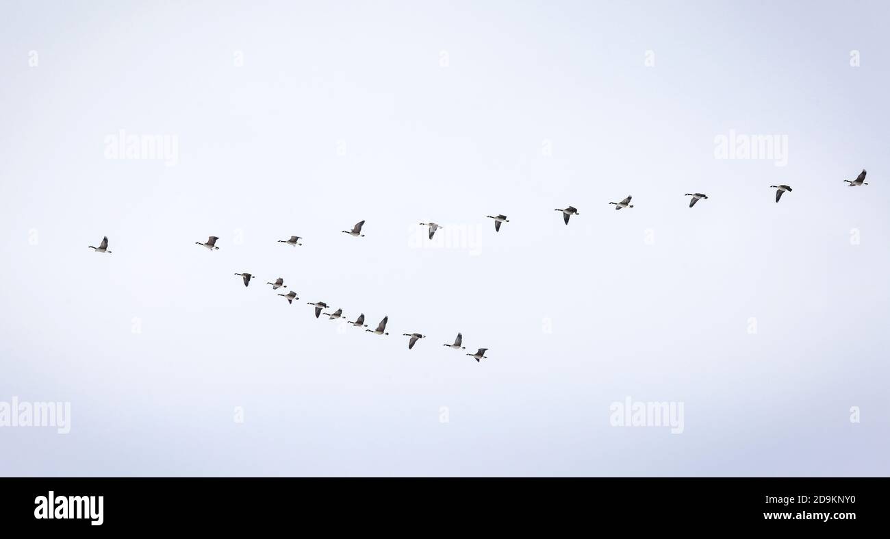 Datteln, Zugvögel und Gänse fliegen in einer keilförmigen Formation. Stockfoto
