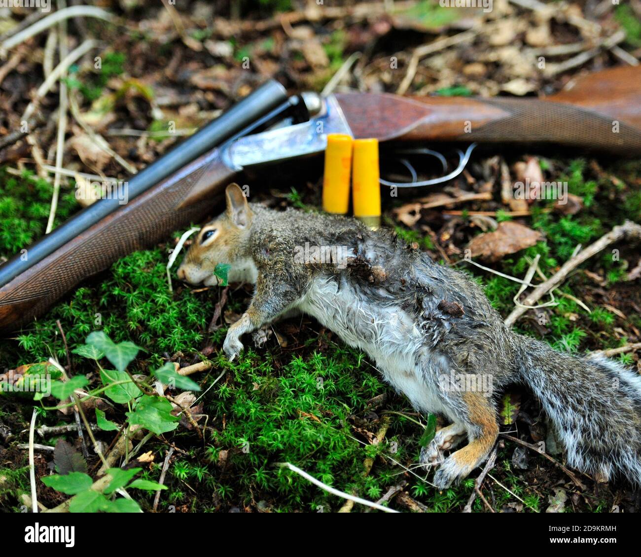 Totes graues Eichhörnchen und Schrotflinte Stockfoto