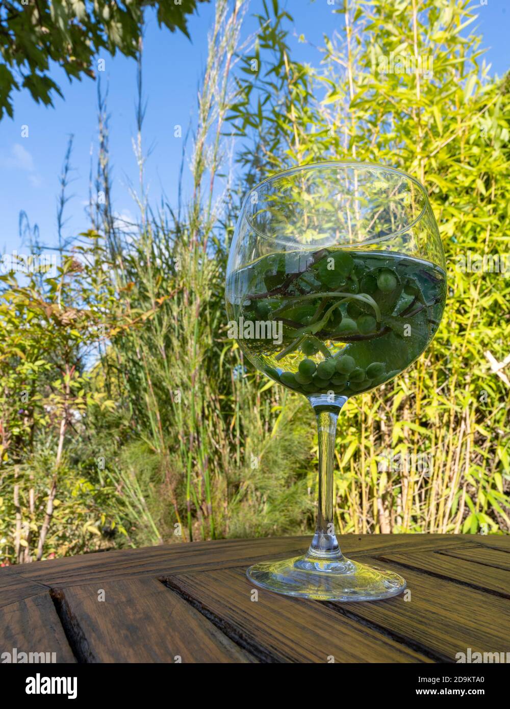 Genießen Sie ein Glas Gin Tonic im Garten. Stockfoto