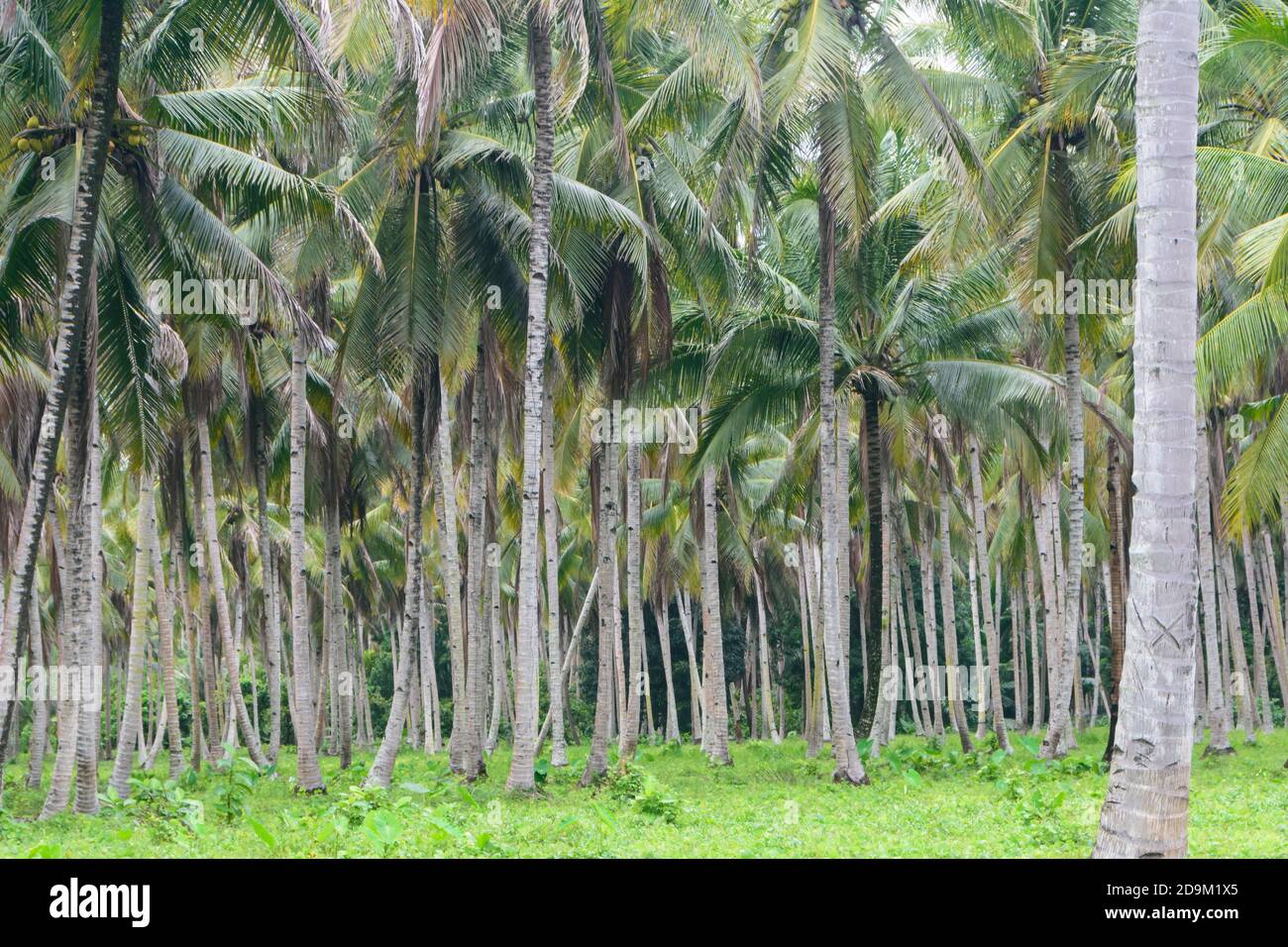 Kokosnussplantage auf der Insel Halmahera, Nord-Molukken, Indonesien Stockfoto
