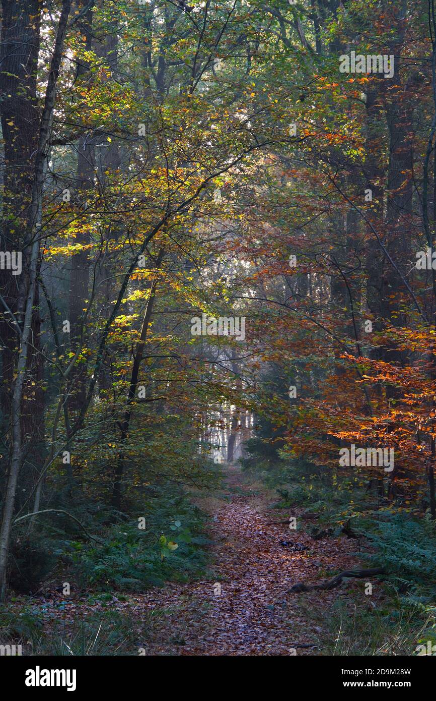Schmaler Weg durch einen Wald in Herbstfarben, sonnenbeschienenen braunen und gelben Blättern der Buche Stockfoto
