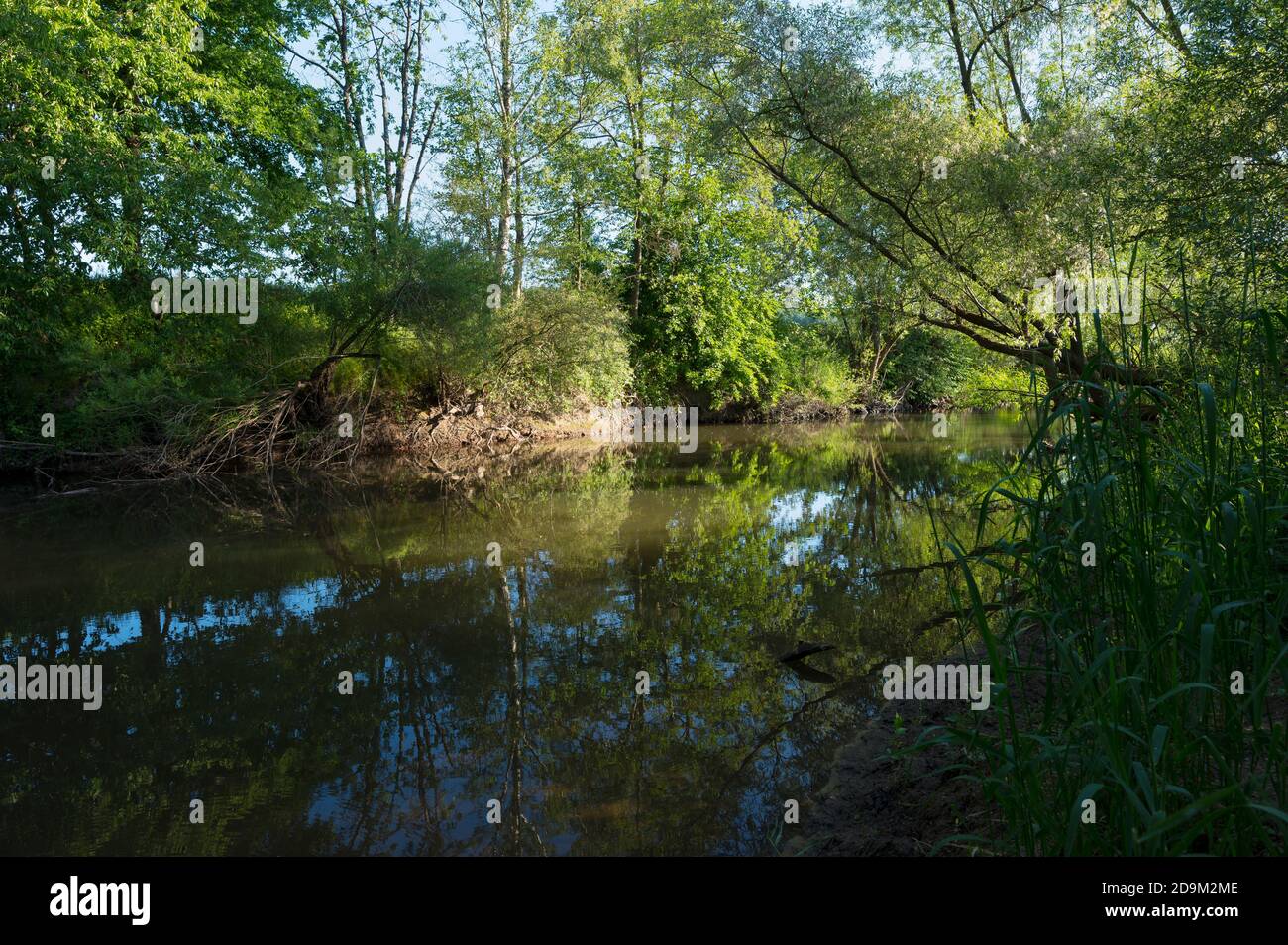 River, Kinzig, Spring, Langenselbold, Hessen, Deutschland Stockfoto
