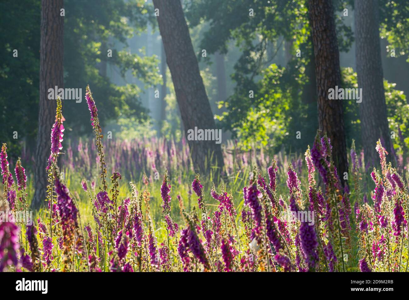 Rotfuchshandschuh, Digitalis purpurea, Wald, Frühsommer, Landschaftsschutzgebiet, Mönchbruch, Mörfelden-Walldorf, Hessen, Deutschland Stockfoto