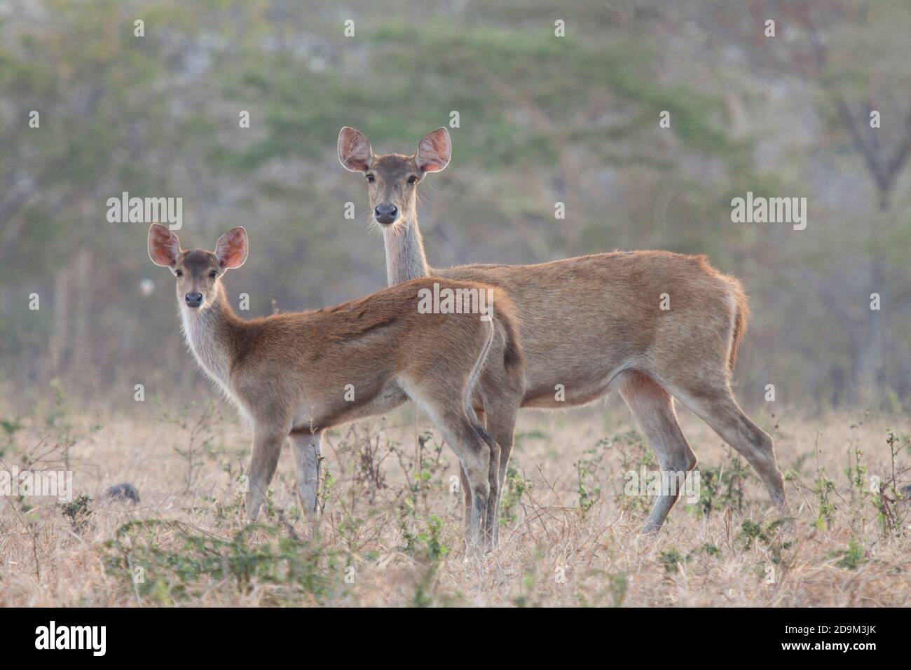 Hirsche sind eines der wilden Tiere, die Besucher leicht im Baluran Nationalpark finden können, vor allem in der Bekol Savanne. Stockfoto