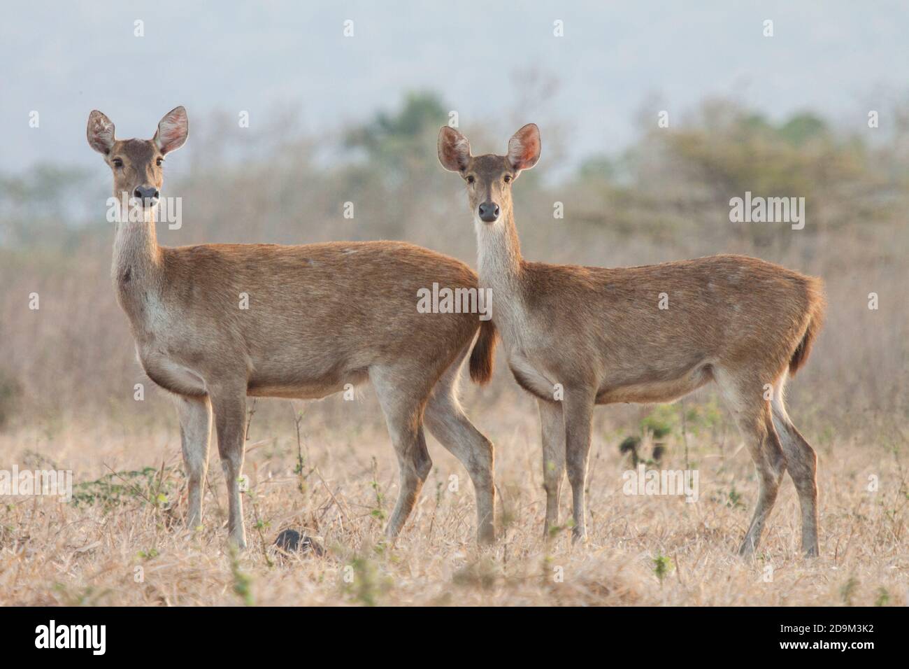 Hirsche sind eines der wilden Tiere, die Besucher leicht im Baluran Nationalpark finden können, vor allem in der Bekol Savanne. Stockfoto