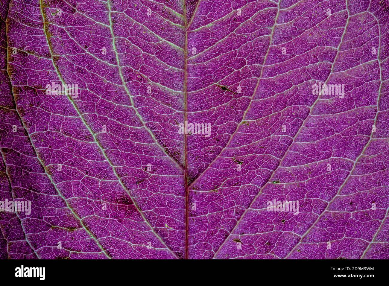 Textur eines lila, grünen bunten Herbstblatt Verwendung als natürliche abstrakte Hintergrund. Zellenstruktur. Detailgenauigkeit. Stockfoto