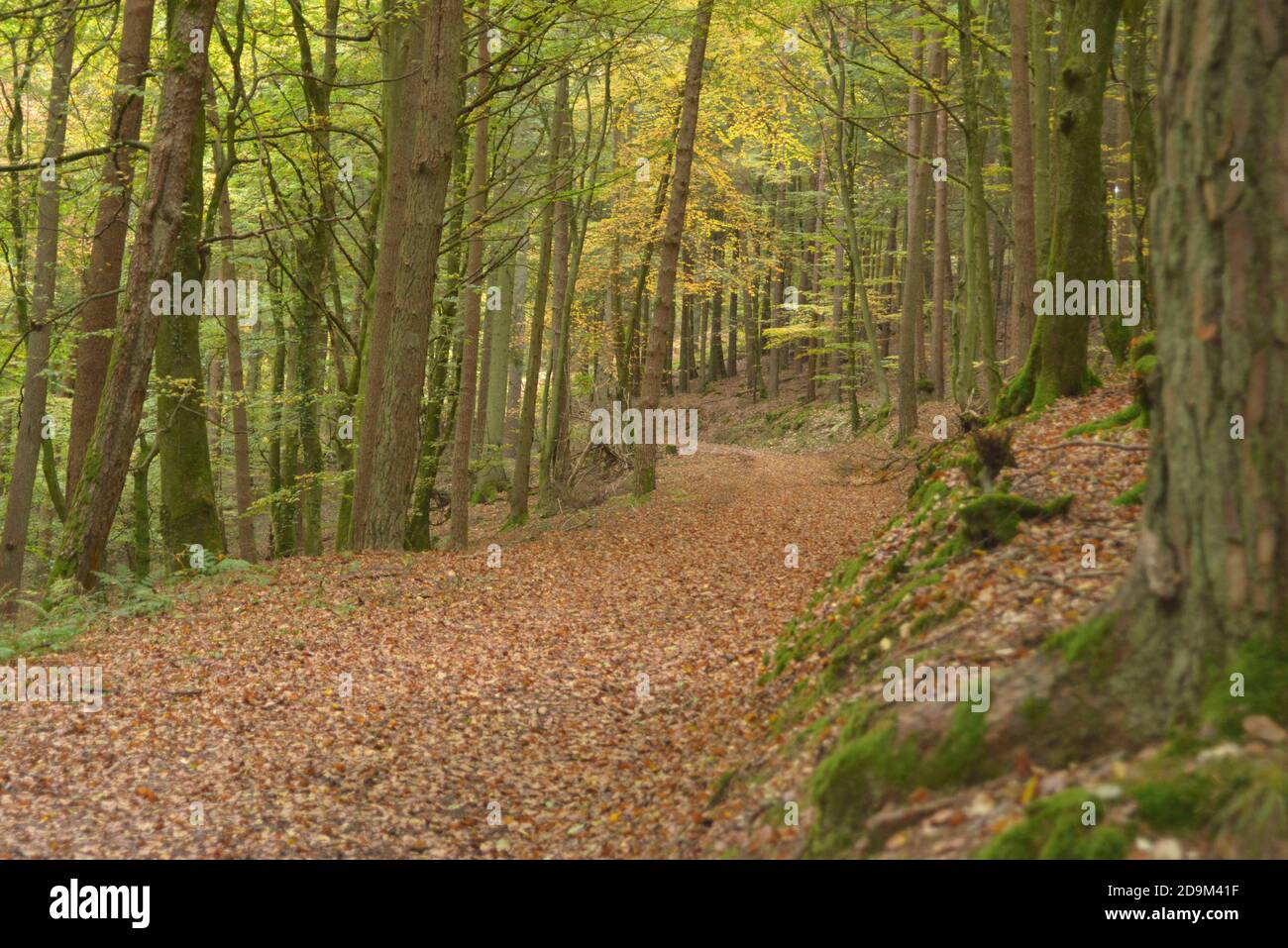 Machen Sie einen Spaziergang im Wald und entspannen Sie sich vom Alltag Leben Stockfoto