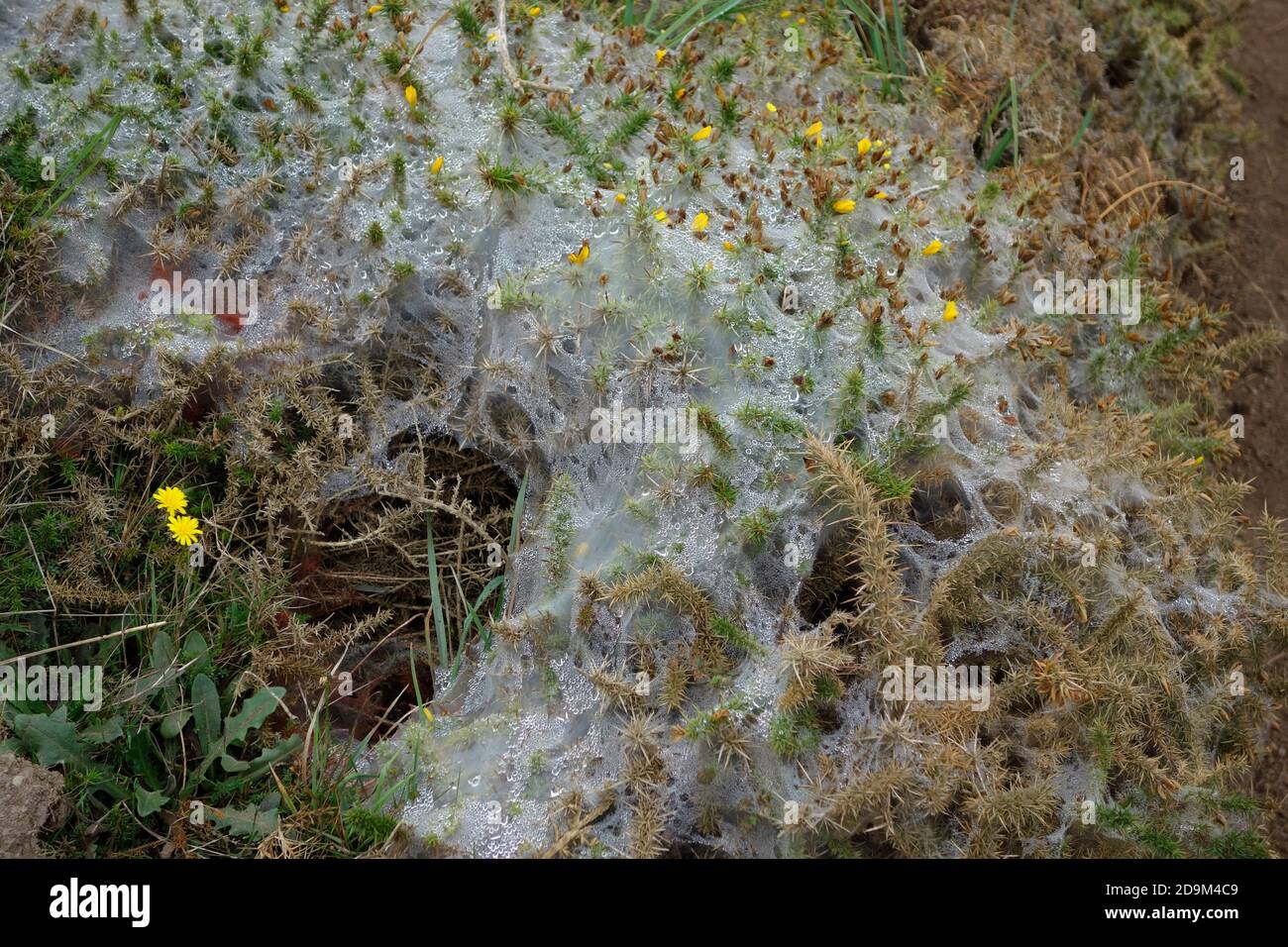Gurtband gesponnen von Ermine Moth Raupen über einem Gorse Bush ( Ulex europeaus ) Vereinigtes Königreich Stockfoto