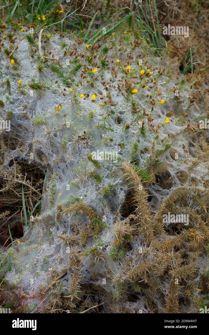 Gurtband gesponnen von Ermine Moth Raupen über einem Gorse Bush ( Ulex europeaus ) Vereinigtes Königreich Stockfoto