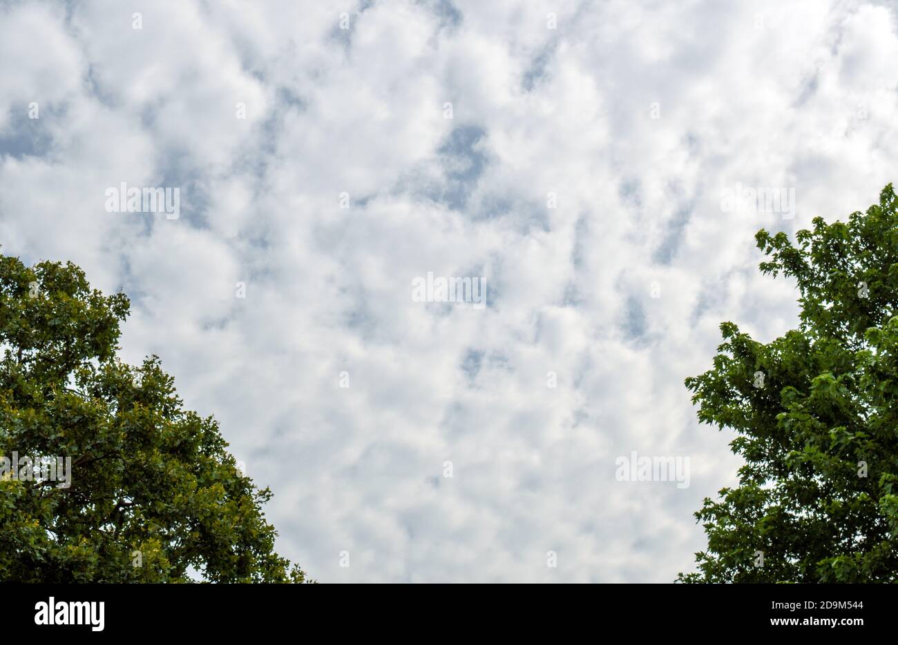 Mit grünen Bäumen Blätter auf jeder Seite, diese hübschen weißen Wolken in einem blauen Himmel sind schön eingerahmt und könnte eine schöne Kopie Raum für Frühling o machen Stockfoto