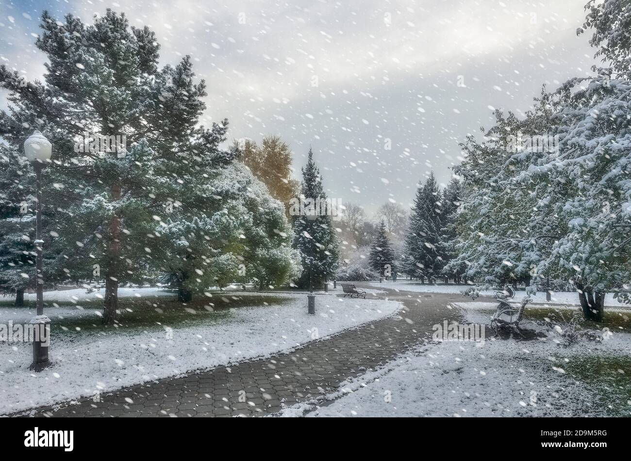 Erster Schneefall im bunten Herbst Stadtpark. Weiße flauschige Schnee bedeckte Bäume und Sträucher Laub, Nadeln von Tannen. Wechsel der Jahreszeiten - Märchen von w Stockfoto