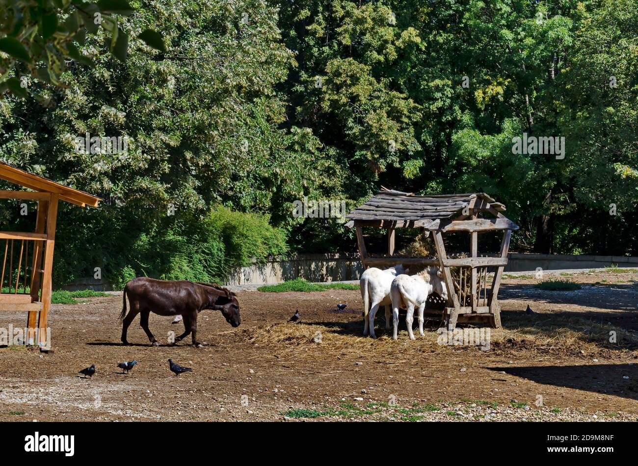 Zwei weiße Esel ernähren sich von Heu aus einer Krippe und der schwarze nähert sich ihnen, Sofia, Bulgarien Stockfoto