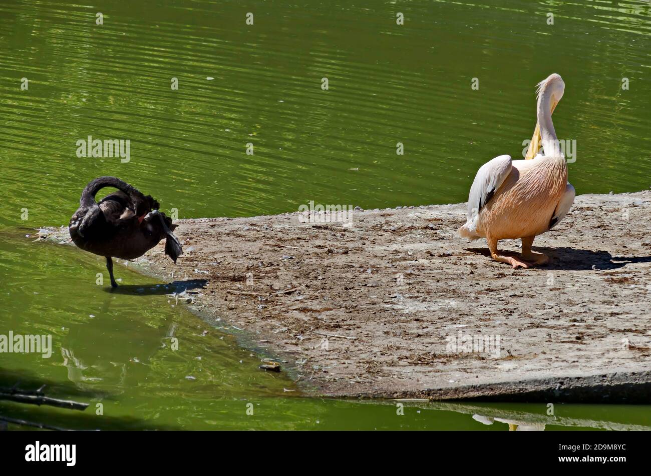 Ein Pelikan oder Pelecanus onocrotalus und ein schwarzer Schwan fixieren ihre Federn, nachdem sie in einem See, Sofia, Bulgarien, geschwommen sind Stockfoto