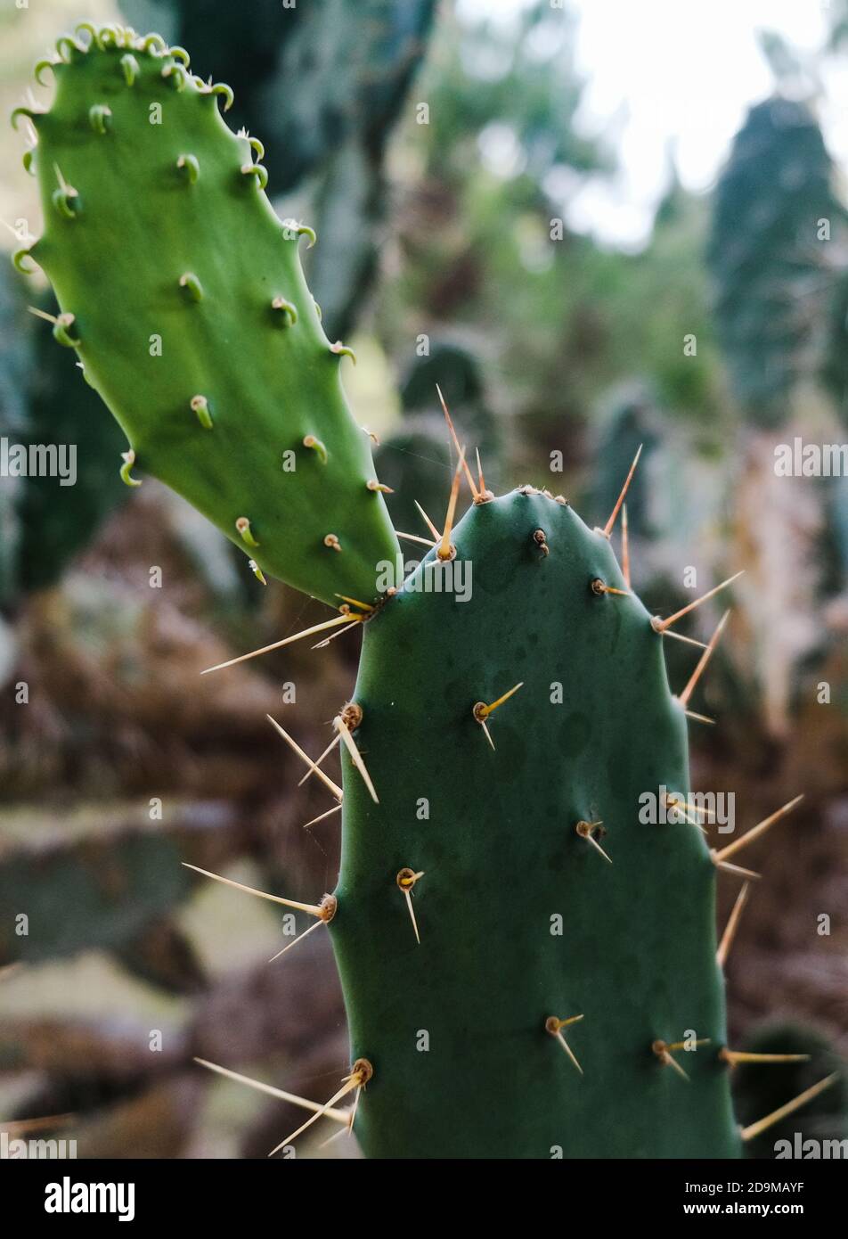 Schöne tropische Sukkulenten. Blindes Kaktusfeld der Kaktuskakteen. Nahaufnahme von grünen Kaktusblättern mit scharfen Stacheln. Wachsende natürliche Kakteen im Freien Stockfoto
