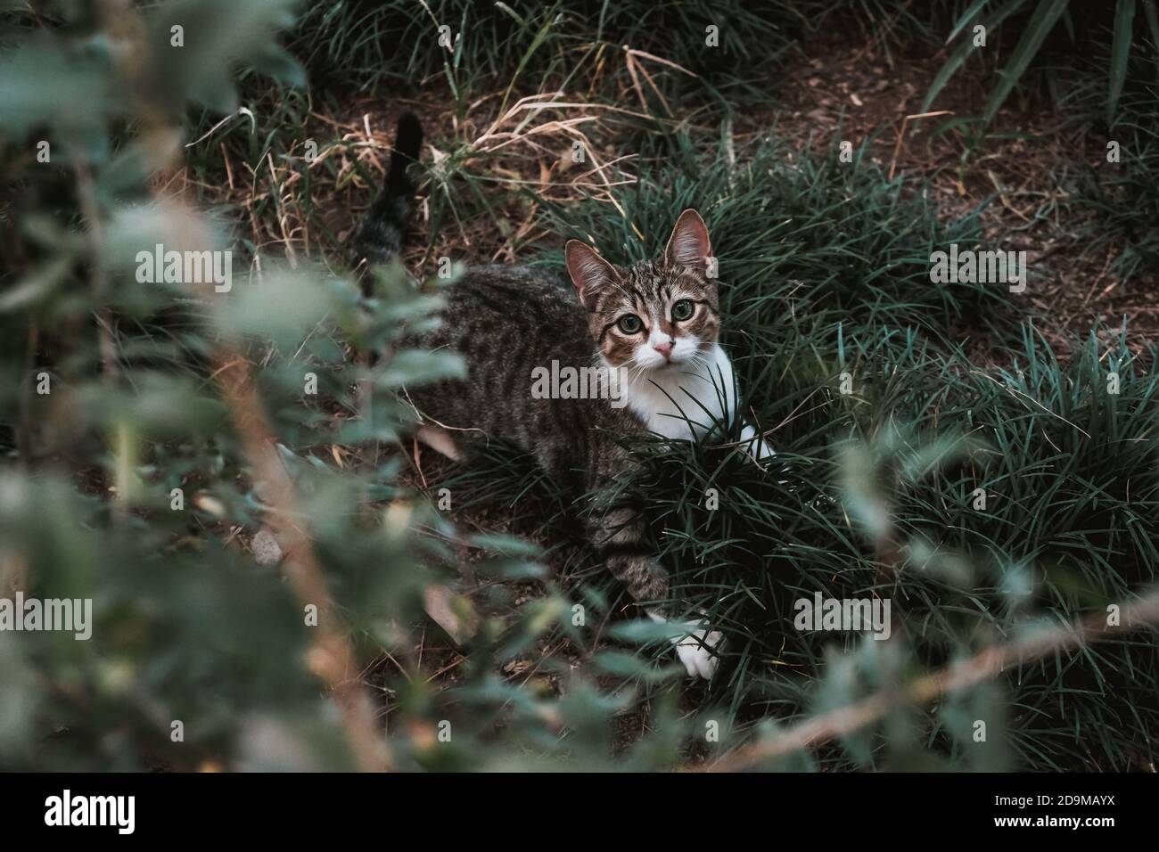 Verspielte graue Katze im Gras. Kitty spielt verstecken und suchen im Garten. Nehmen Sie einsame Tier nach Hause, Annahme Konzept. Niedliche Kätzchen in der launischen Park Stockfoto