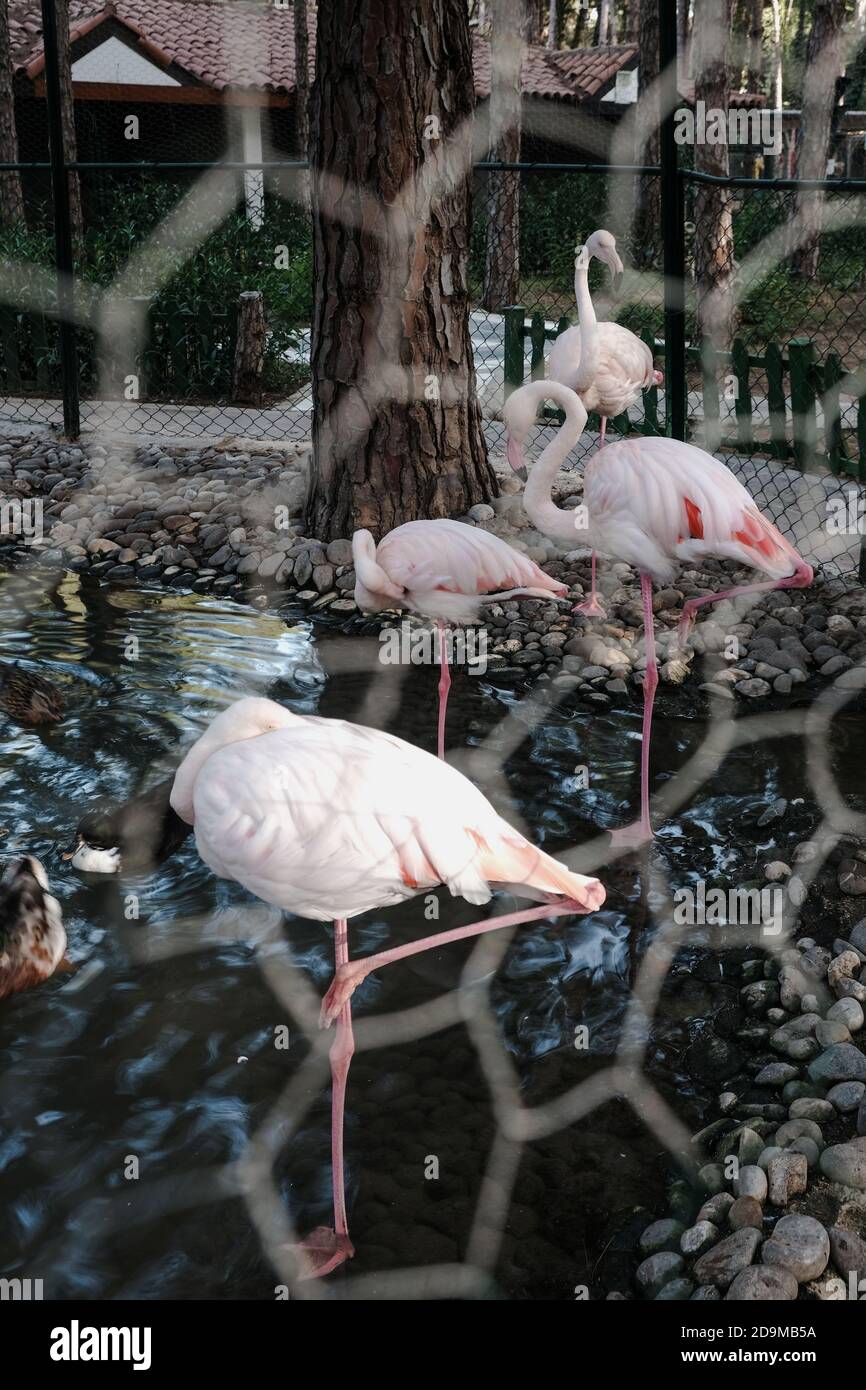 Wilder rosa und weißer Flamingo im Zoo hielt Gefangene in einem Metalldrahtkäfig. Wilde Tiere in Gefangenschaft. Unethisches Verhalten mit gefangenen Wildtieren. Stockfoto