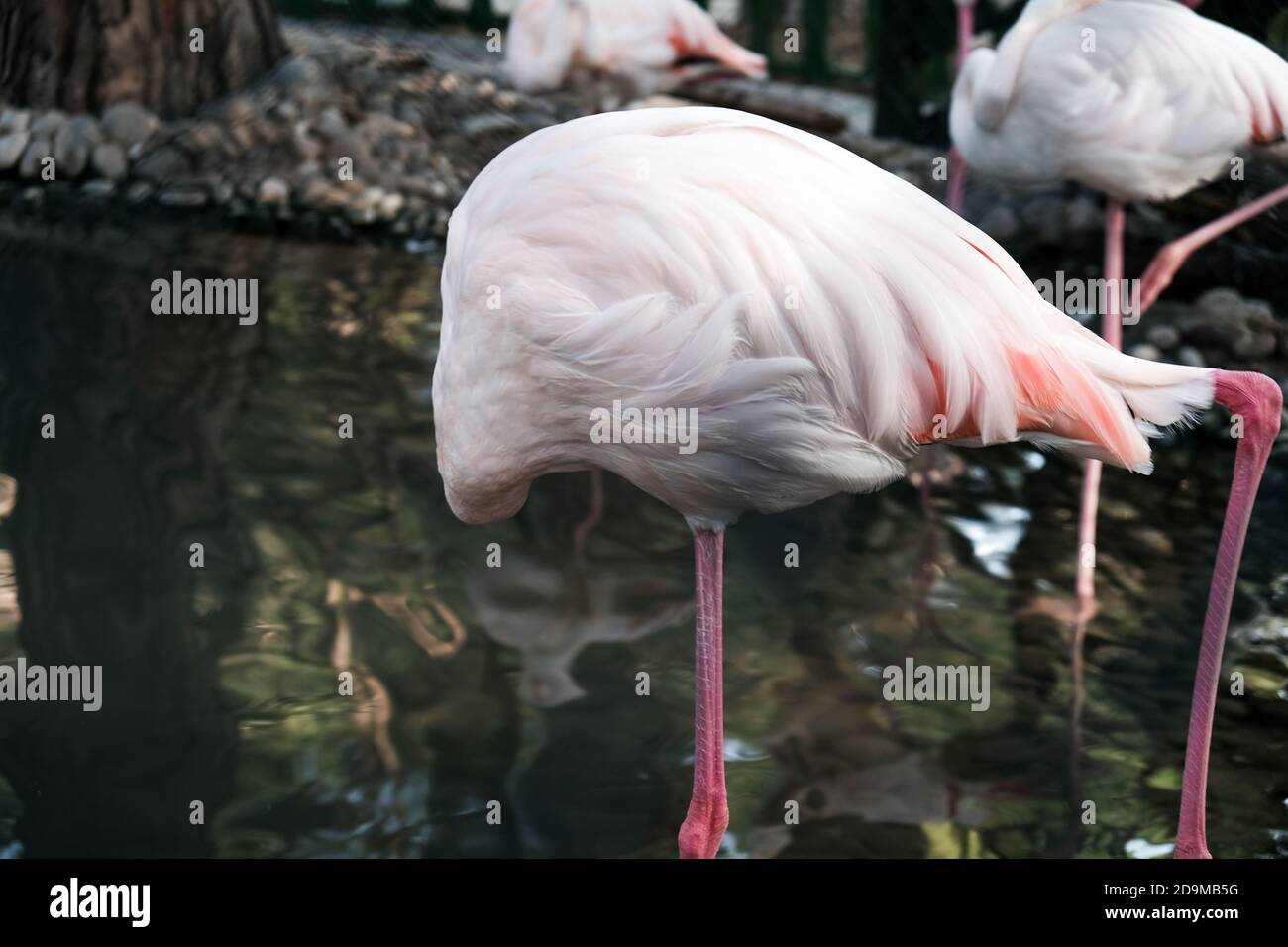 Lustiger Flamingo, Seitenansicht aus der Nähe. Versteckter Kopf unter Flügel mit Federn. Flack von rosa Flamingos im Zoo. Wilde Tiere in Gefangenschaft. Unethisch Stockfoto