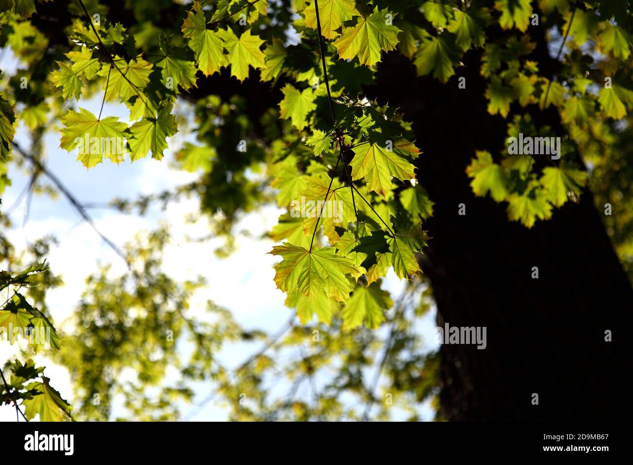 Maple Leaf Tree im Sommer in Montreal Canada Stockfoto