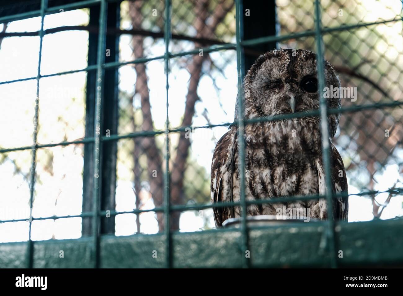 Eule schläft tagsüber mit einem offenen Auge. Wilde Tiere gefangen gehalten, Blick auf Touristen in einem Zoo von hinter Metallstangen. Schlafende Eule sitzt im Käfig Stockfoto