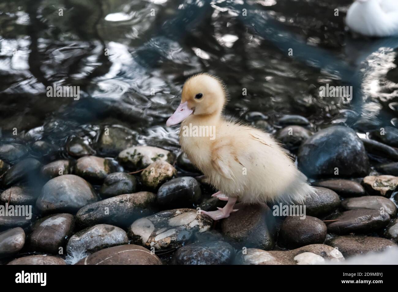 Niedliche kleine gelbe Ente an einem Teich. Laufen auf Steinen sieht lustig aus. Eingesperrt in einem Zoo hinter einem grünen Zaun. Kleine traurige flauschige Ente gefangen in Pris Stockfoto