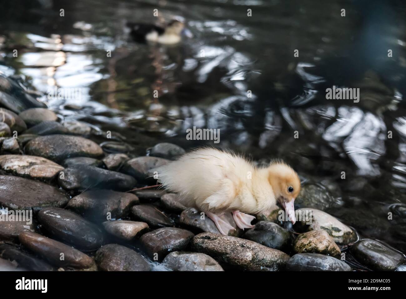 Niedliche kleine lustige gelbe Ente an einem Teich. Gehen auf Steinen auf der Suche nach Nahrung. Eingesperrt in einem Zoo hinter einem grünen Zaun. Kleine traurige flauschige Ente Captiv Stockfoto