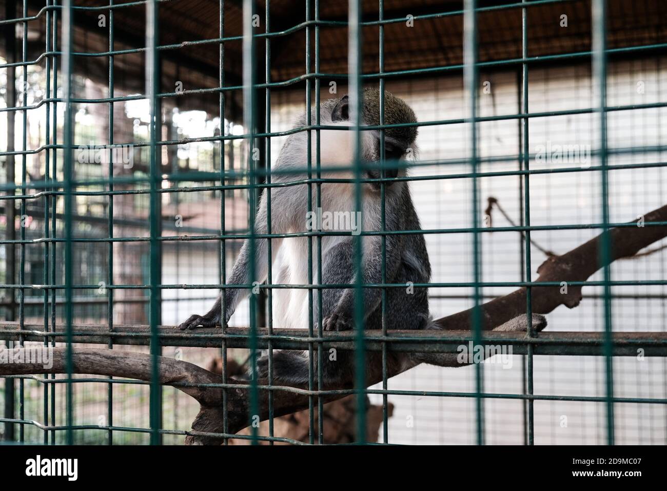 Trauriger Affe in einem Käfig in einem zoologischen Garten gefangen gehalten. Touristen und Besucher mit traurigen Augen betrachten. Halten wilde Tiere in Gefangenschaft für Spaß und Stockfoto