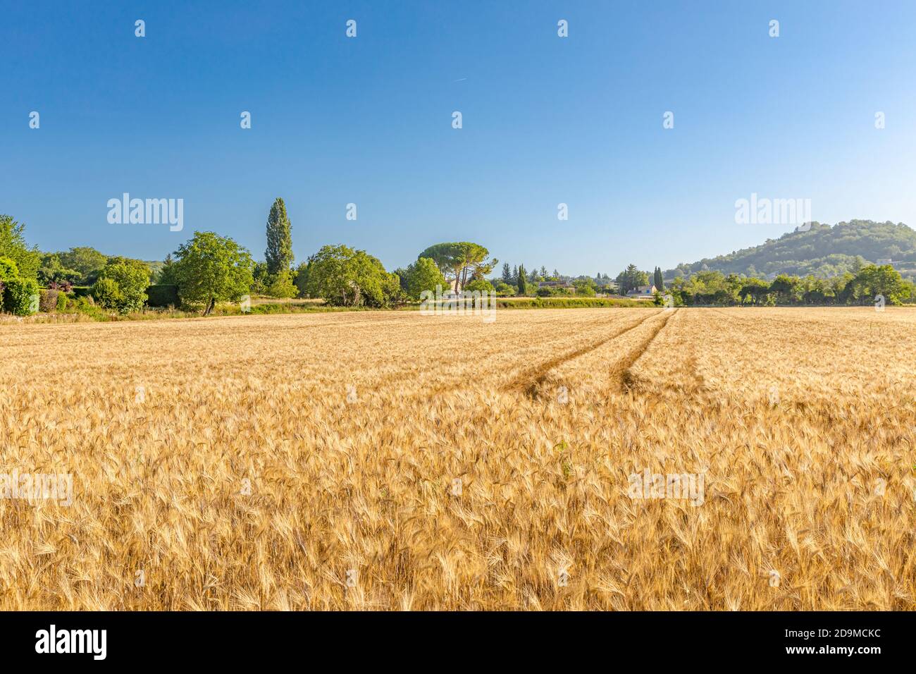 Gold Weizen geflickt Panorama mit Baum bei Sonnenuntergang, ländliche Landschaft. Ländliche Landschaft, Landwirtschaft Naturblick, weiche Sonnenuntergangsfarben Stockfoto