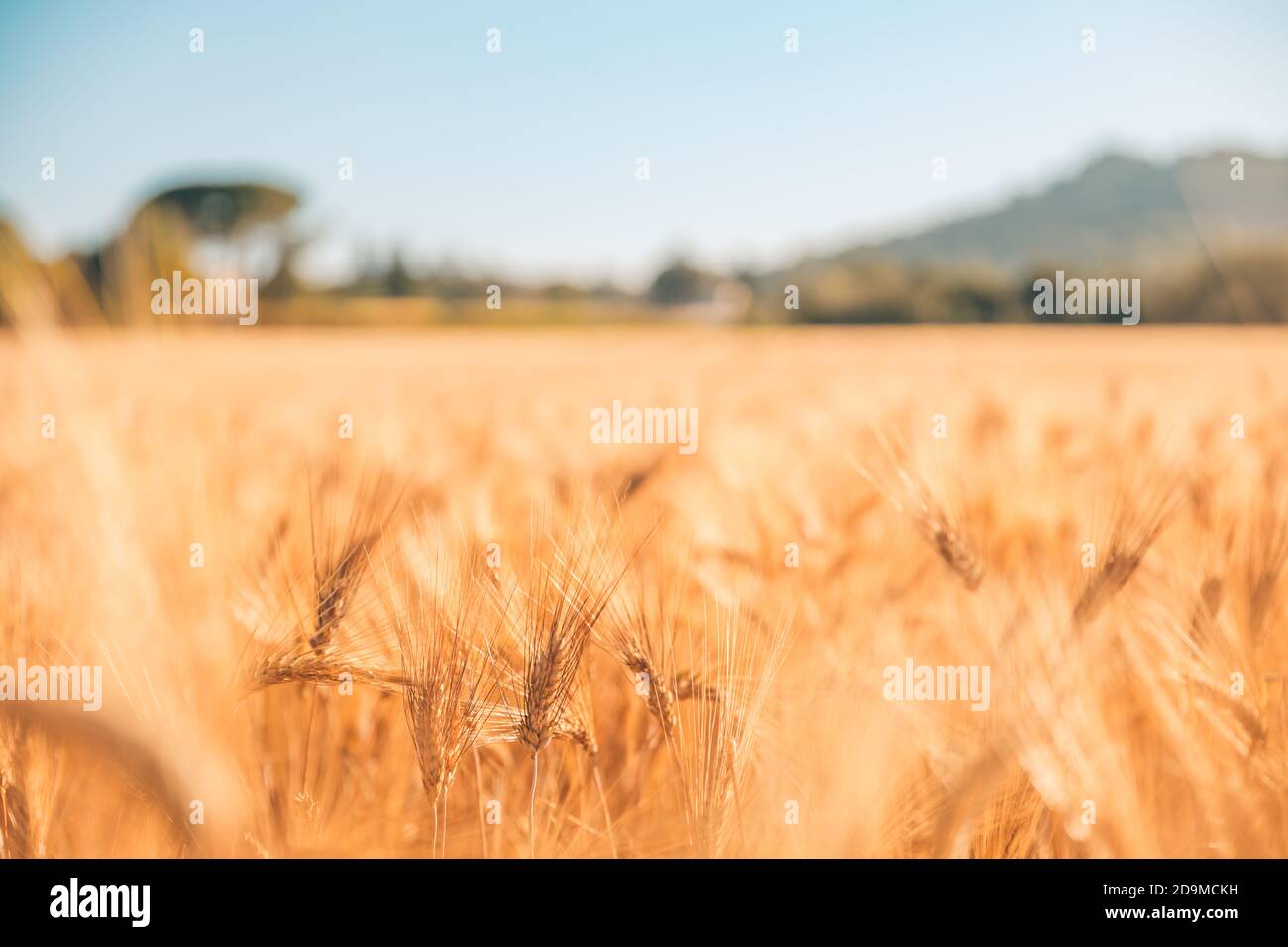Nahaufnahme der Ähren des goldenen Weizens auf dem Feld. Weizenfeld. Ohren von goldenem Weizen aus nächster Nähe. Wunderschöne Natur Sonnenuntergangslandschaft. Ländliche Landschaft unter Sonne Stockfoto