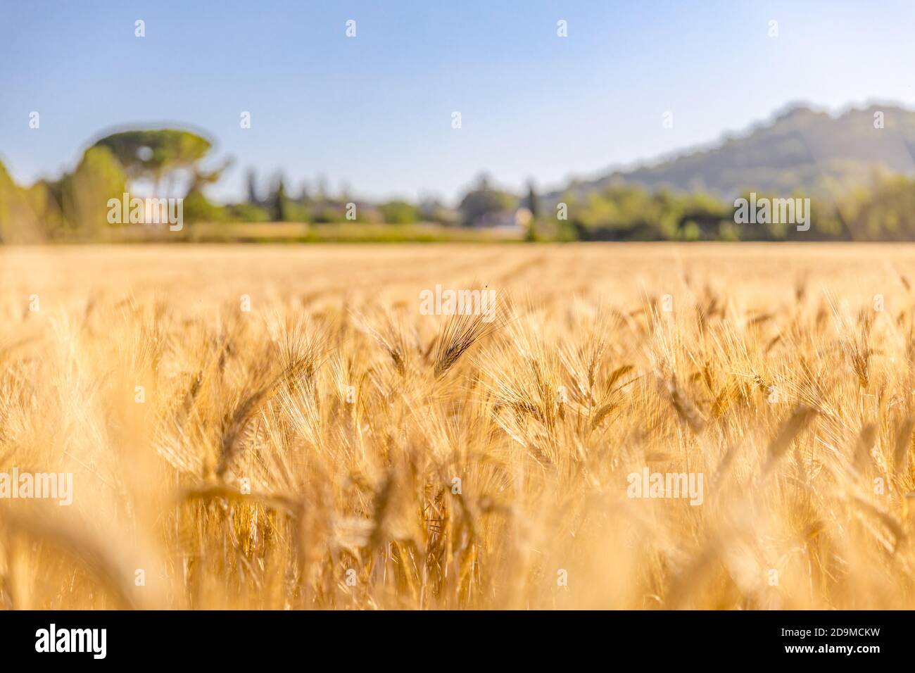 Nahaufnahme der Ähren des goldenen Weizens auf dem Feld. Weizenfeld. Ohren von goldenem Weizen aus nächster Nähe. Wunderschöne Natur Sonnenuntergangslandschaft. Ländliche Landschaft unter Sonne Stockfoto