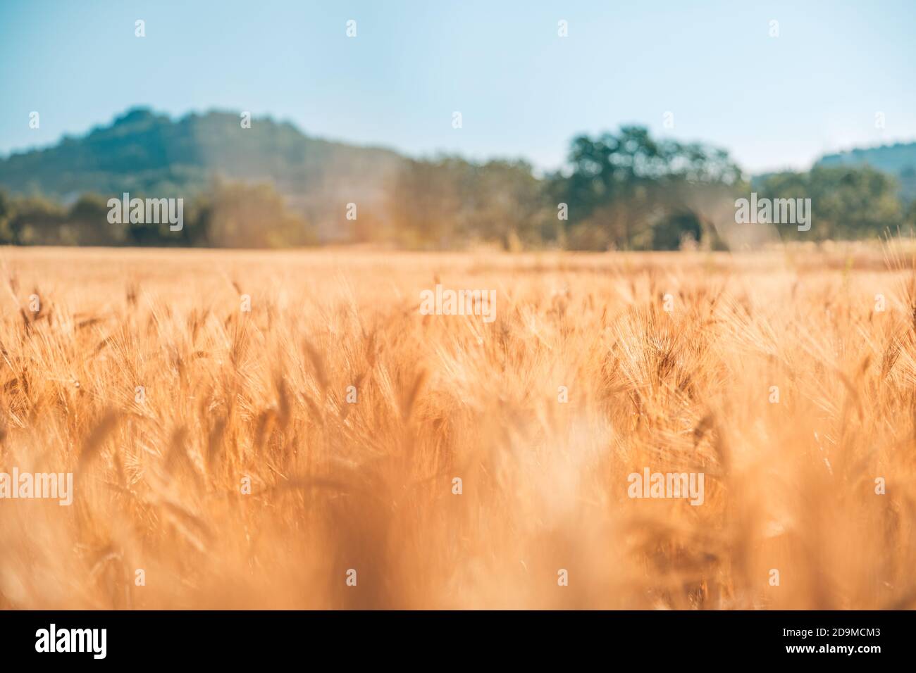 Nahaufnahme der Ähren des goldenen Weizens auf dem Feld. Weizenfeld. Ohren von goldenem Weizen aus nächster Nähe. Wunderschöne Natur Sonnenuntergangslandschaft. Ländliche Landschaft unter Sonne Stockfoto