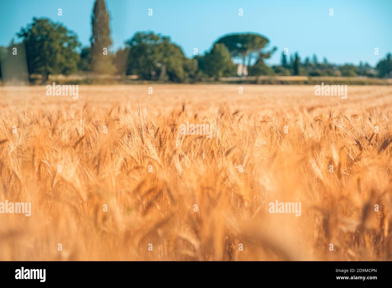 Nahaufnahme der Ähren des goldenen Weizens auf dem Feld. Weizenfeld. Ohren von goldenem Weizen aus nächster Nähe. Wunderschöne Natur Sonnenuntergangslandschaft. Ländliche Landschaft unter Sonne Stockfoto