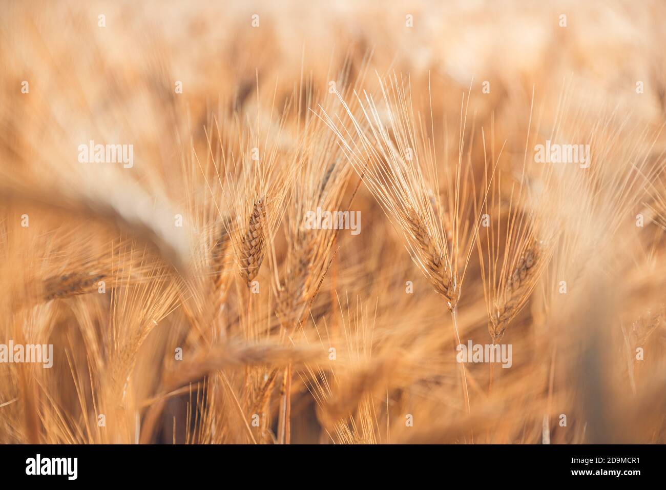 Nahaufnahme der Ähren des goldenen Weizens auf dem Feld. Weizenfeld. Ohren von goldenem Weizen aus nächster Nähe. Wunderschöne Natur Sonnenuntergangslandschaft. Ländliche Landschaft unter Sonne Stockfoto