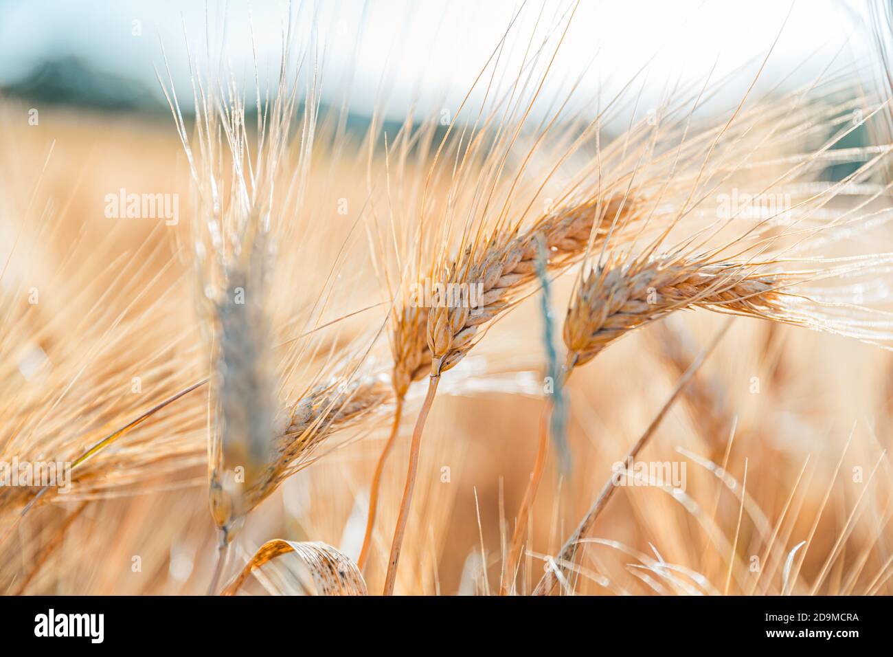 Nahaufnahme der Ähren des goldenen Weizens auf dem Feld. Weizenfeld. Ohren von goldenem Weizen aus nächster Nähe. Wunderschöne Natur Sonnenuntergangslandschaft. Ländliche Landschaft unter Sonne Stockfoto