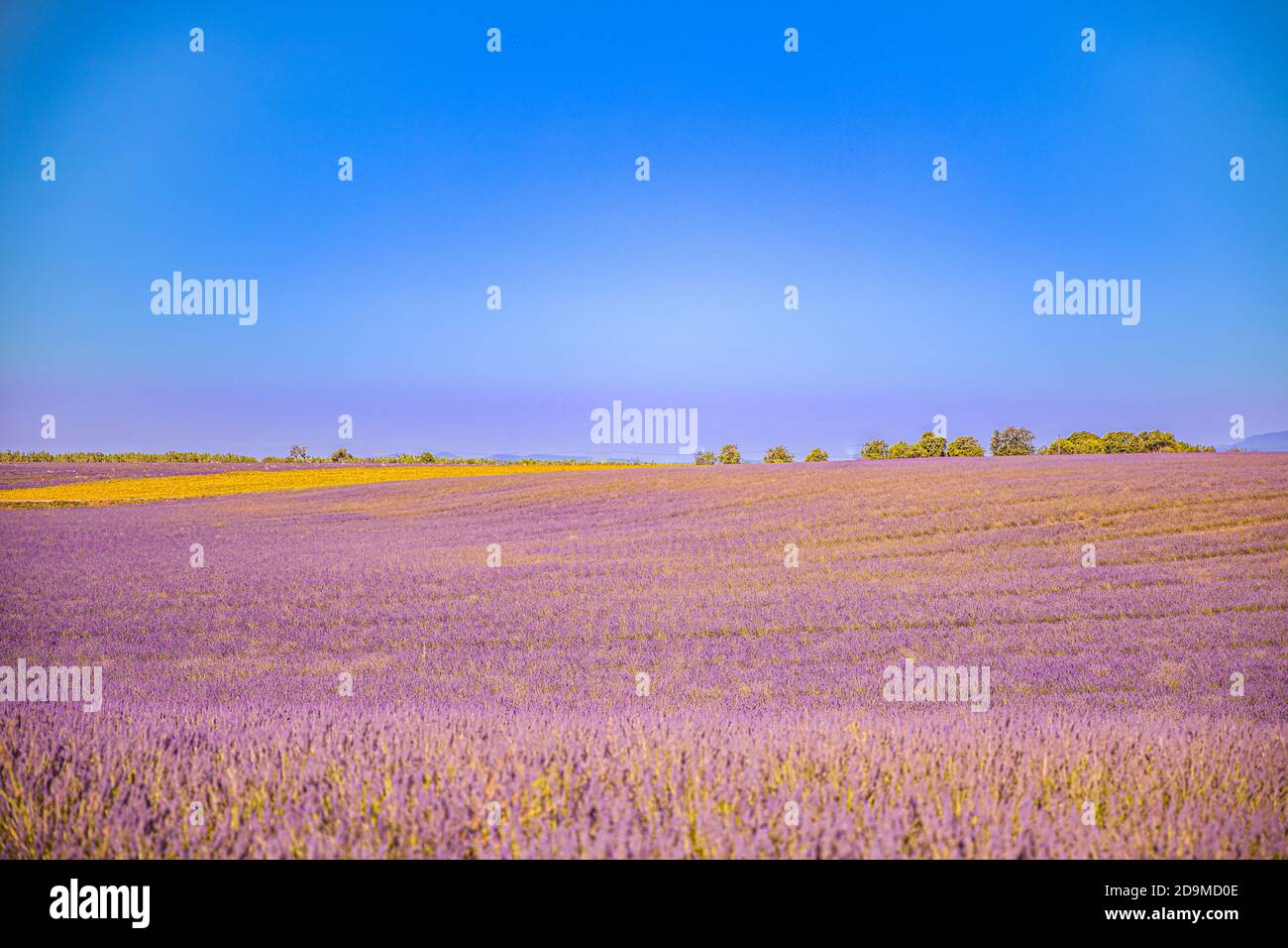 Wunderschöne Naturlandschaft, herrliche Landschaft mit blühenden Lavendelblüten. Moody Himmel, Pastellfarben auf hellen Landschaft Blick. Blumenpanorama Stockfoto