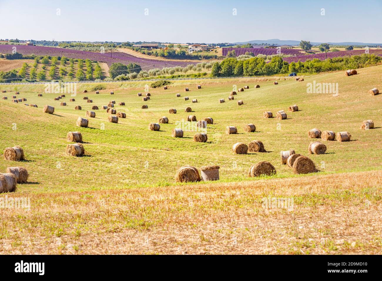 Runde Heuballen in Hügellandschaft. Ländliche Landschaft mit Lavendelblüten auf Ackerland, ruhige ländliche Landschaft, Graswiese, idyllische Natur Stockfoto