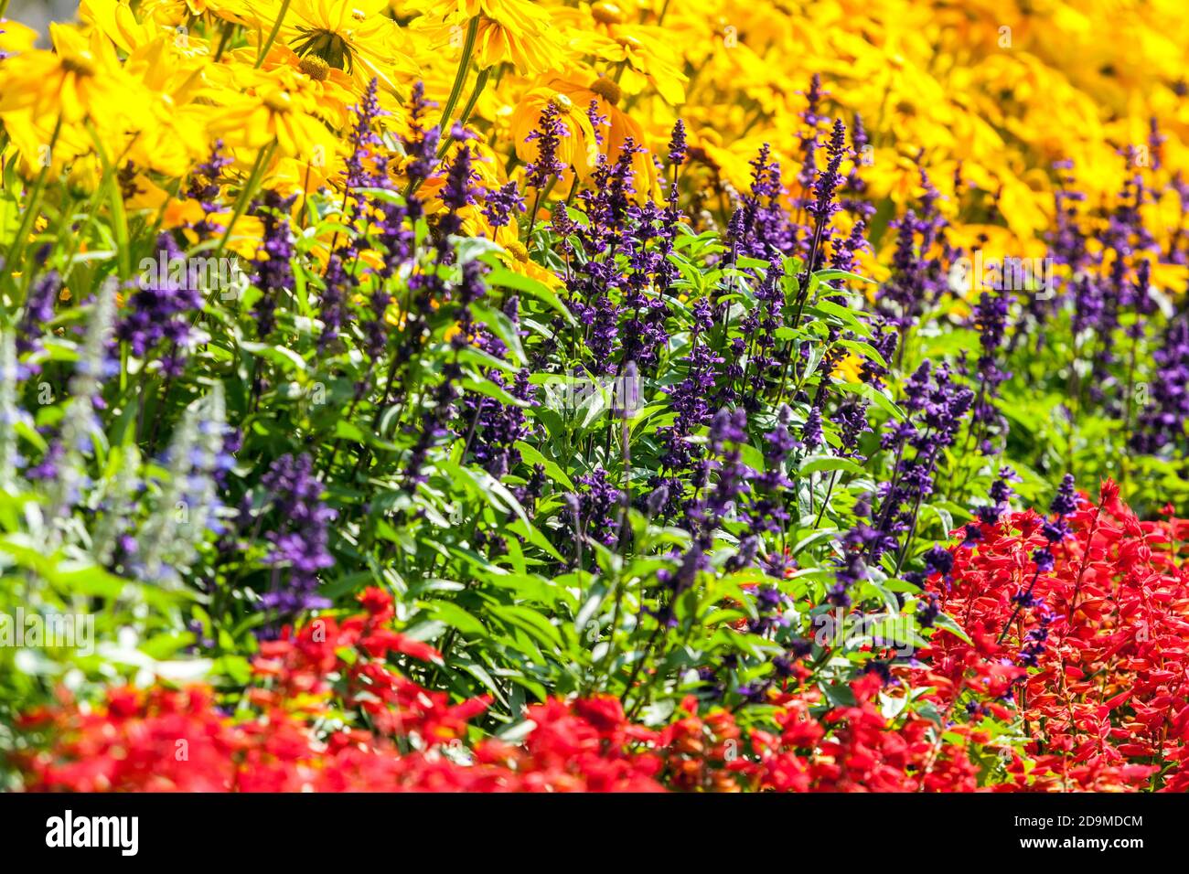 Gemischte Grenze Sommer Blumen Garten Sommer Blume Grenze Stockfoto