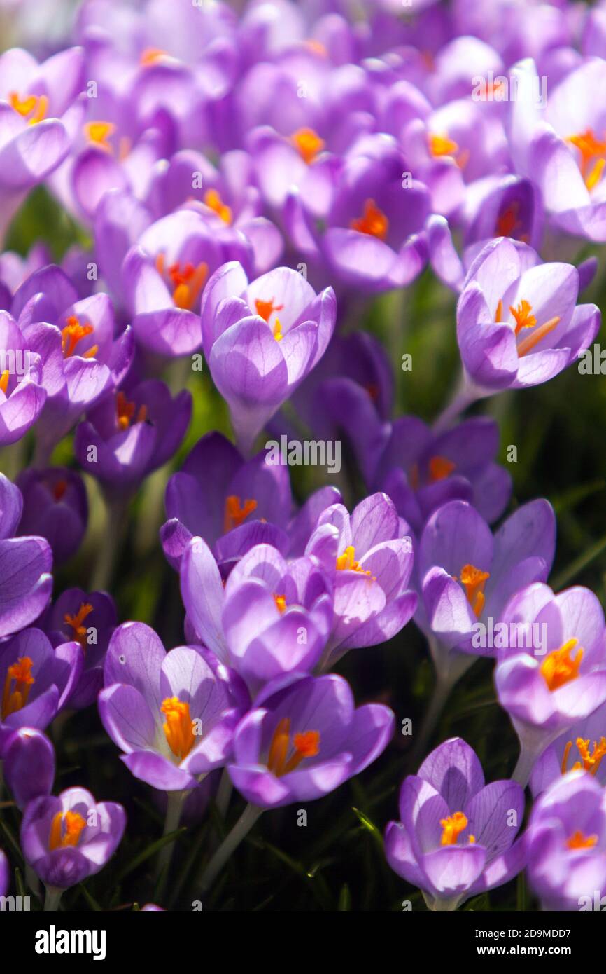 Krokusse Frühlingsblumen Krokusse im Garten Stockfoto