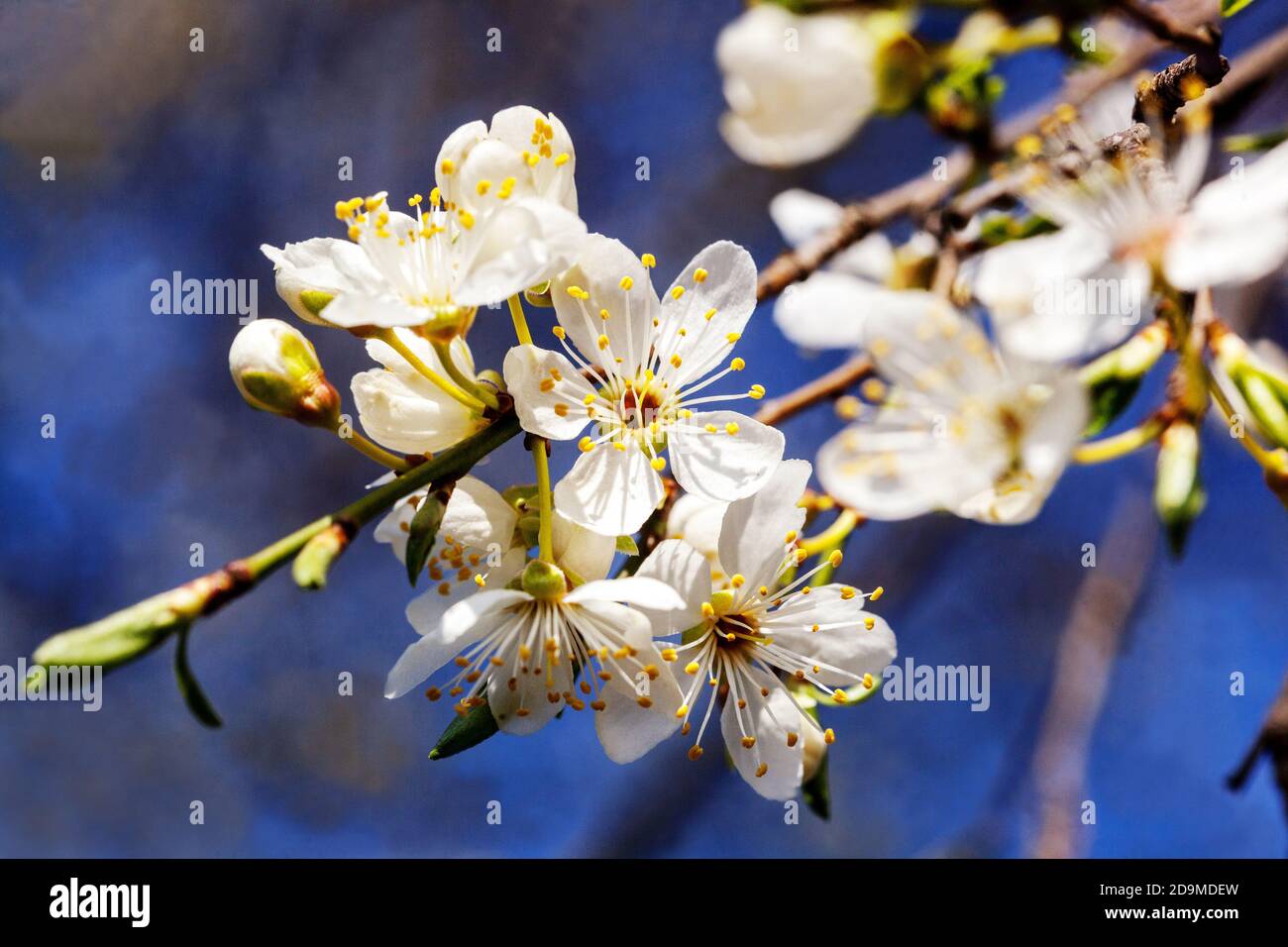 Prunus blüht Prunus domestica weiße Blumen blauer Himmel Stockfoto