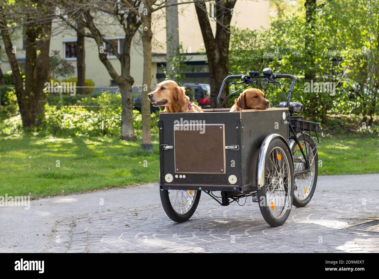 Hunde im Lastenrad Stockfotografie - Alamy