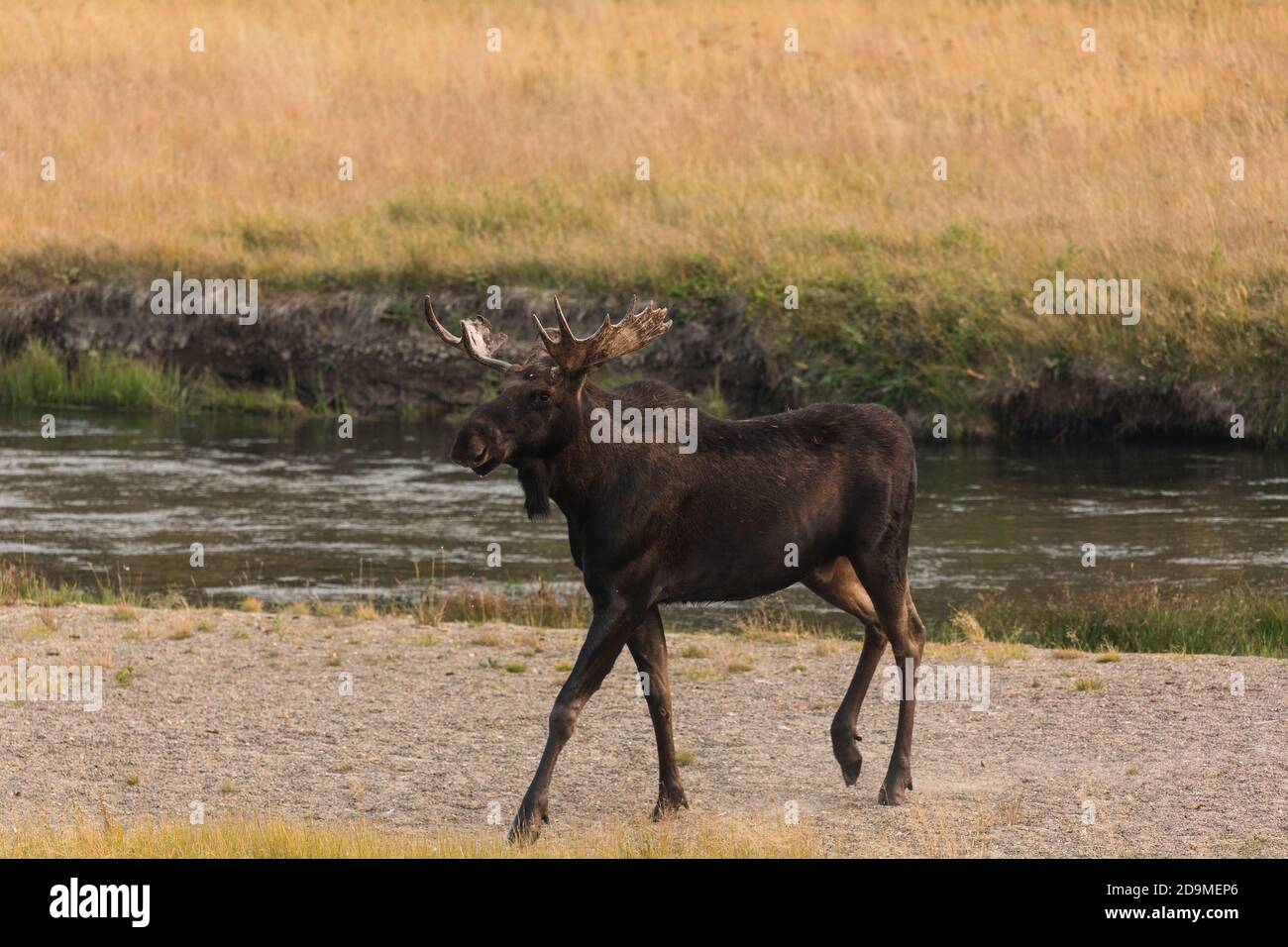 Ein Bullenelch, Alces Alces, am Madison River im Yellowstone National Park in Wyoming. Stockfoto