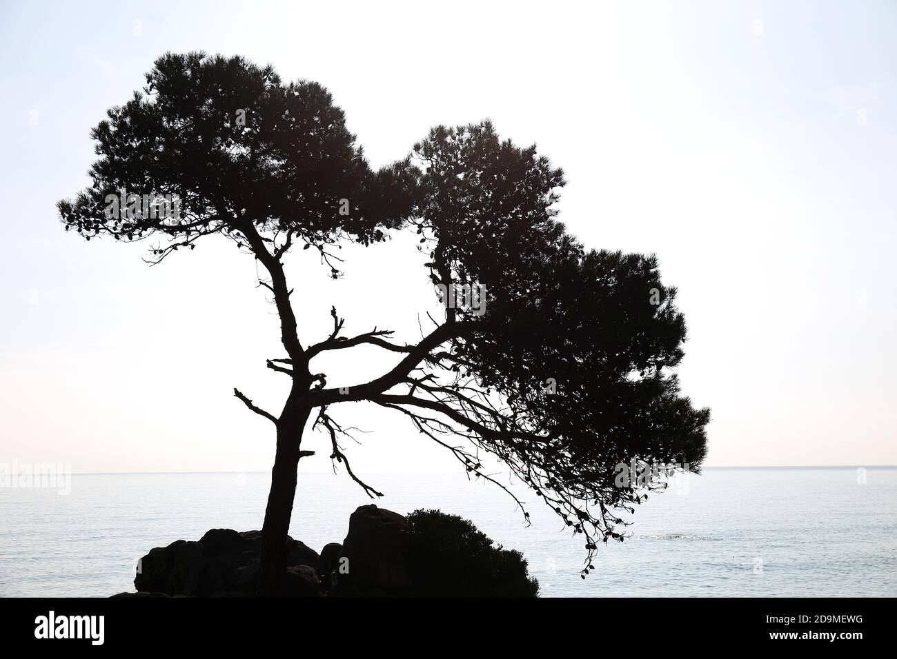 Belladona Cove bei Sonnenuntergang. Pinien auf den Felsen, am Rande des Mittelmeers. Castell-Platja d'Aro Stockfoto