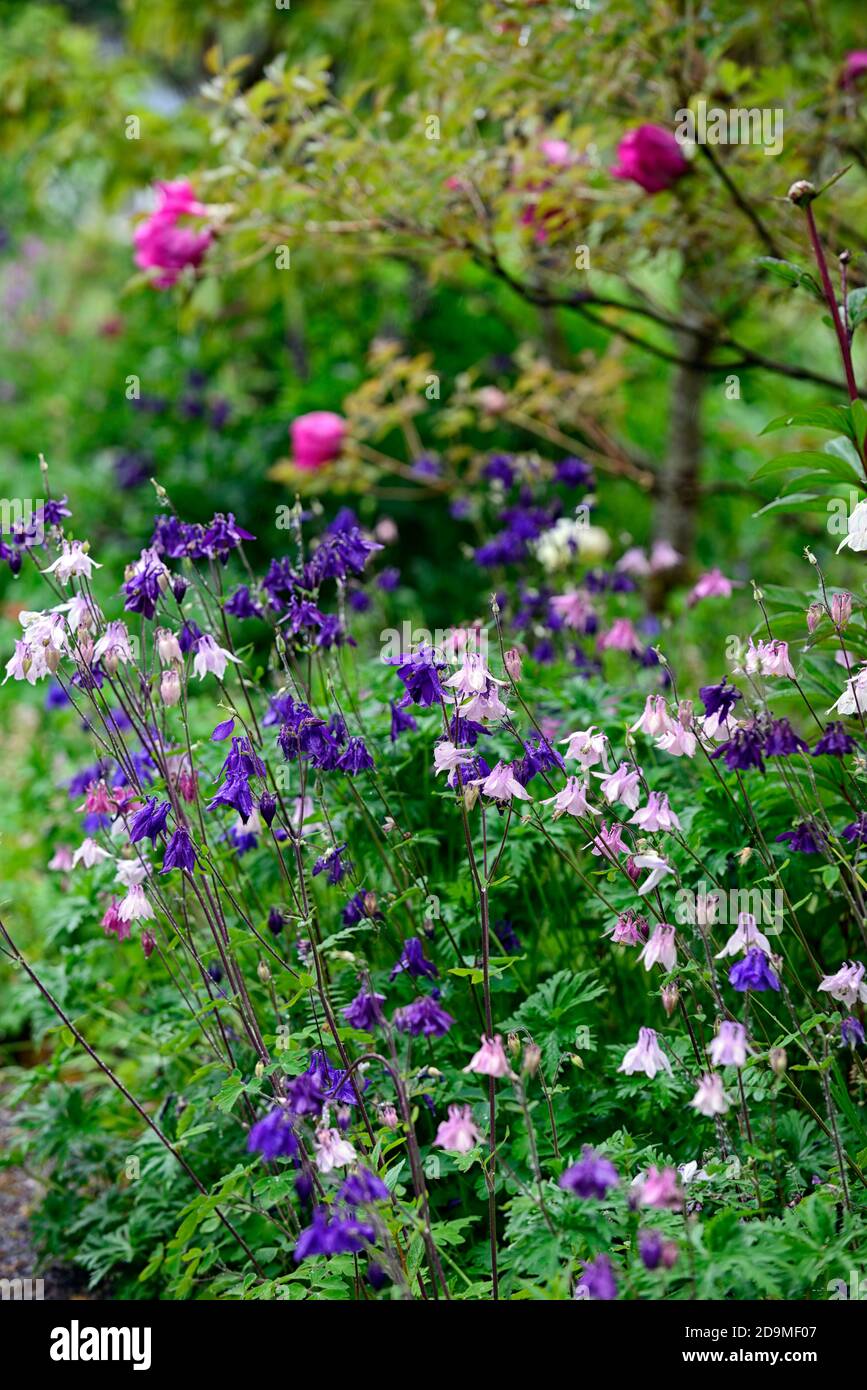 Aquilegia vulgaris, gemischte Farben, gemischte Farben, rosa, weiß, blau, lila Blüten, Blüte, Blüten, Stauden, Säulensträuße, Säulensträuße, aquilegia, aquilegias, RM Stockfoto