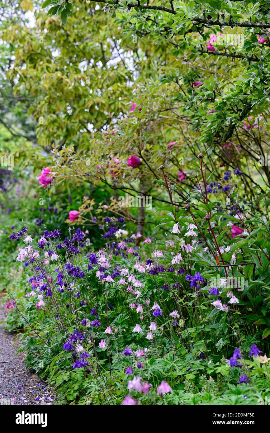 Aquilegia vulgaris, gemischte Farben, gemischte Farben, rosa, weiß, blau, lila Blüten, Blüte, Blüten, Stauden, Säulensträuße, Säulensträuße, aquilegia, aquilegias, RM Stockfoto