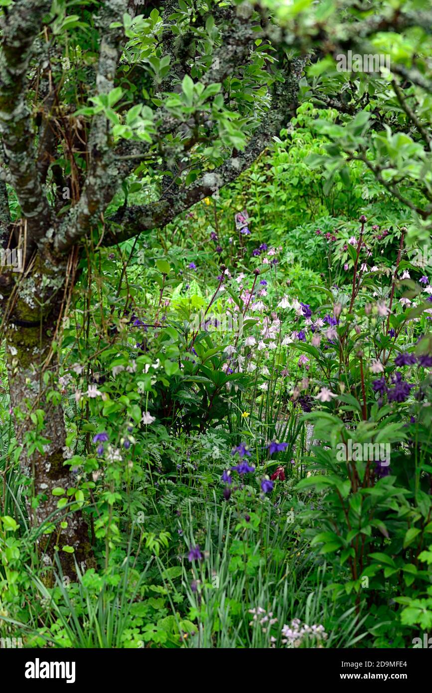 Aquilegia vulgaris, gemischte Farben, gemischte Farben, rosa, weiß, blau, lila Blumen, Blüte, Blüten, Stauden, Säulensträuße, Säulensträuße, aquilegia, aquilegias, woo Stockfoto