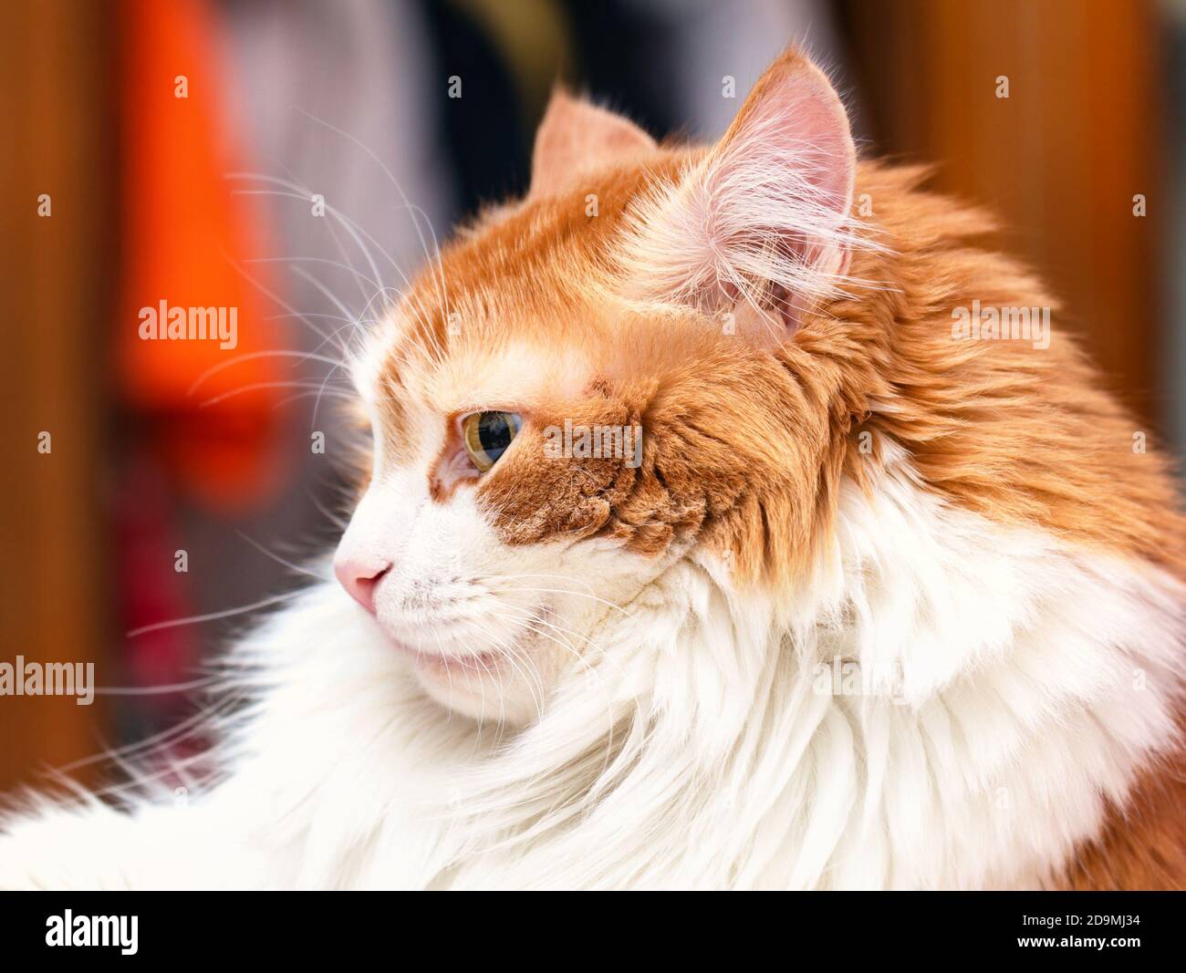 Große Erwachsene luxuriöse rote Katze in Gedanken Stockfoto