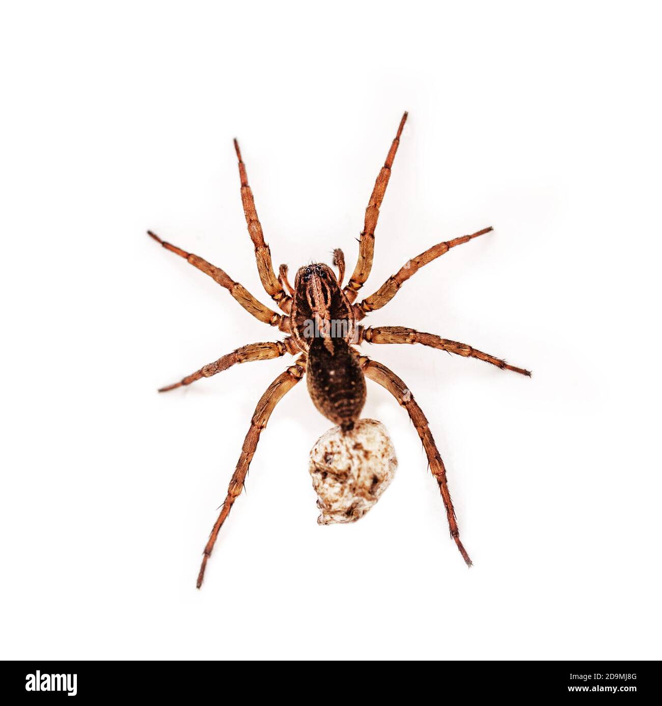 Original schwangere Spinne auf weißem isolierten Hintergrund  Stockfotografie - Alamy