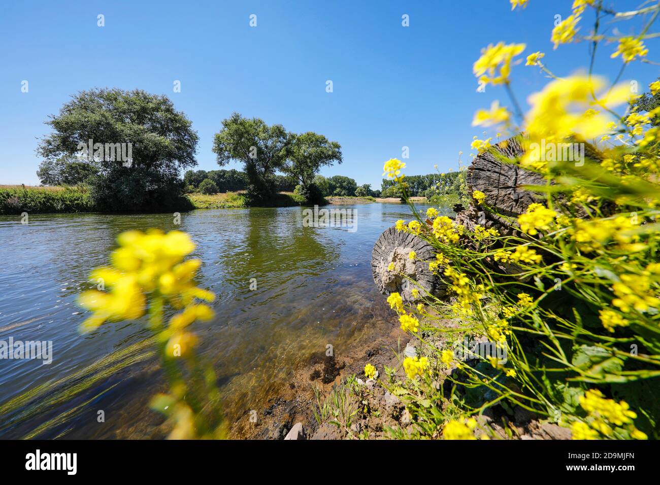 Datteln-Olfen, Ruhrgebiet, Nordrhein-Westfalen, Deutschland, Lippe, Fluss- und Auenentwicklung der Lippe bei Haus Vogelsang, hier entsteht eine naturnahe Flusslandschaft, ein intaktes Flussauenökosystem wird saniert, der Flusslauf verlängert, Zum Beispiel durch eine neue Schleife der Lippe, so dass der Durchfluss verlangsamt, in der naturnahen Wassertechnik wird auch Totholz eingebracht, um das Ufer zu sichern und die Wasserlaufstruktur zu verbessern. Stockfoto