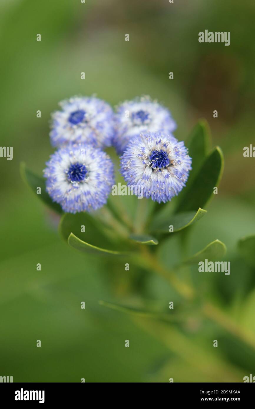 Blüten von Globularia sarcophylla, endemisch auf Gran Canaria Stockfoto