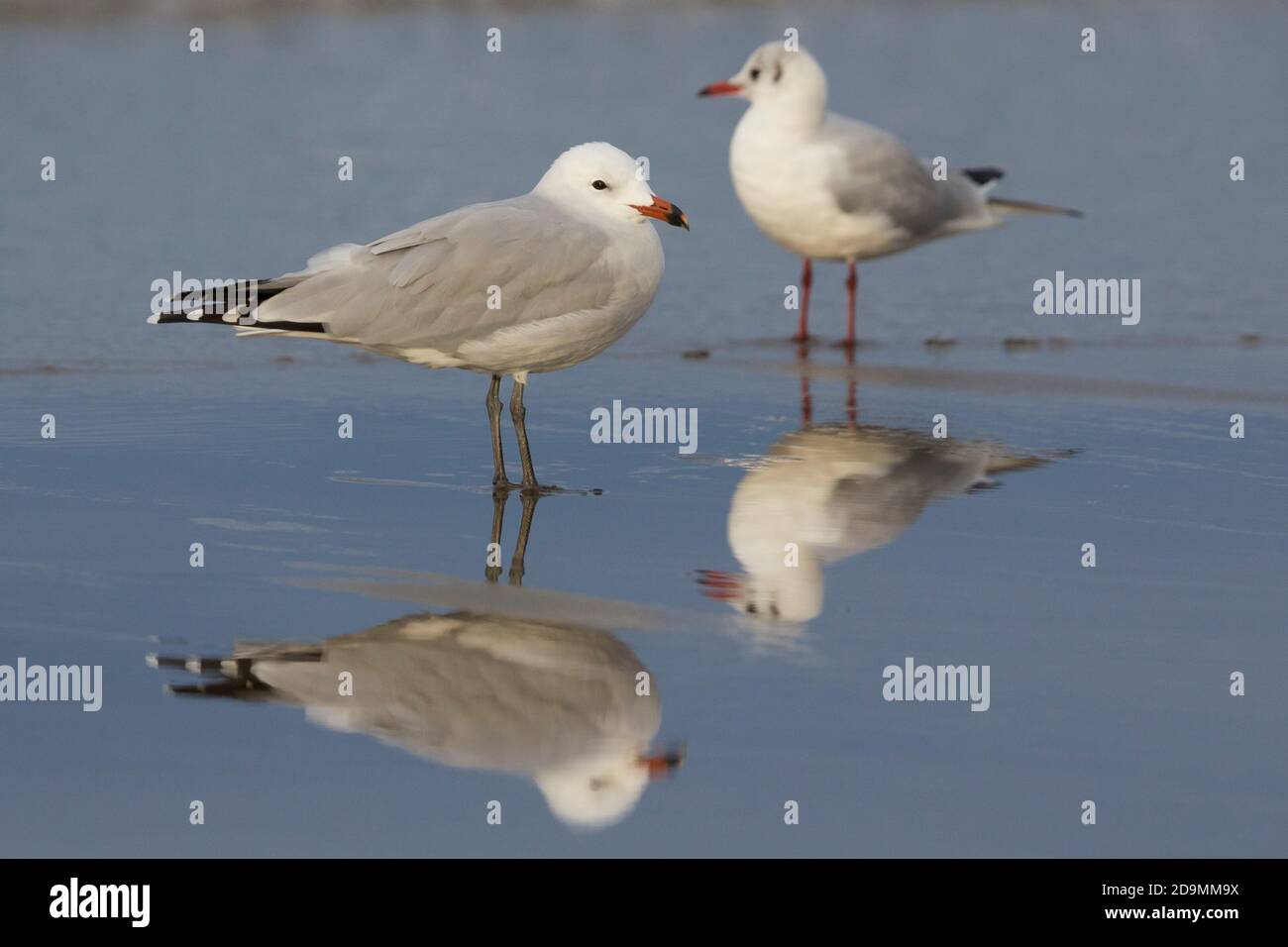 Audouin-Möwe (Ichthyaetus audouinii), Seitenansicht eines Erwachsenen, der zusammen mit einer Schwarzkopfmöwe am Ufer steht, Kampanien, Italien Stockfoto